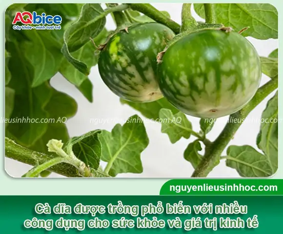 Cách Nấu Canh Cà Dĩa Ngon Chuẩn Vị, Đơn Giản Tại Nhà