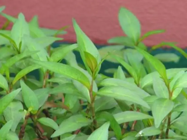 Hướng Dẫn Chi Tiết Cách Nấu Canh Cá Diếc Rau Ngải Cứu Chuẩn Vị