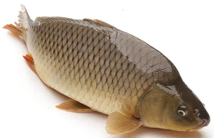 cách nấu canh cá khế cách nấu canh cá khế