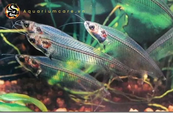 Cách nấu canh cá thủy tinh thanh mát, ngọt dịu chuẩn vị