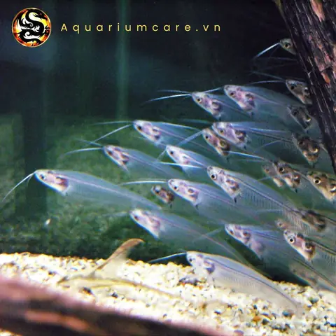 Cách nấu canh cá thủy tinh thanh mát, ngọt dịu chuẩn vị