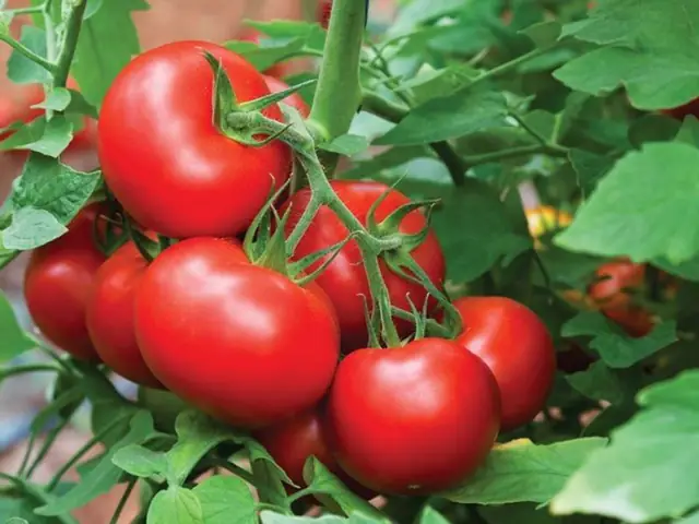 Nấu Canh Cá Với Quả Me Thế Nào Để Thơm Ngon, Không Tanh Chuẩn Vị?