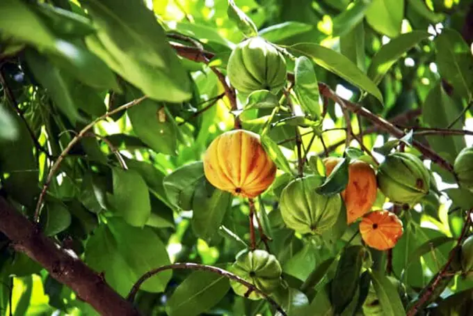 Cách nấu canh cá với tai chua chuẩn vị, thơm ngon tại nhà Cách nấu canh cá với tai chua chuẩn vị, thơm ngon tại nhà