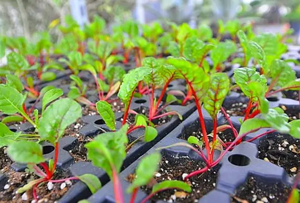 Hướng Dẫn Chi Tiết Cách Nấu Canh Cải Cầu Vồng Ngon Chuẩn