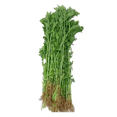 Cách Nấu Canh Cải Không Khó: 3 Công Thức Ngon Miệng