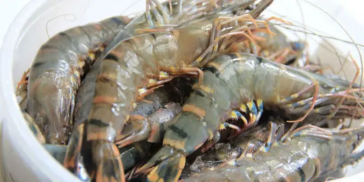 Công thức nấu canh cải ngọt với tôm tươi ngon, bổ dưỡng tại nhà