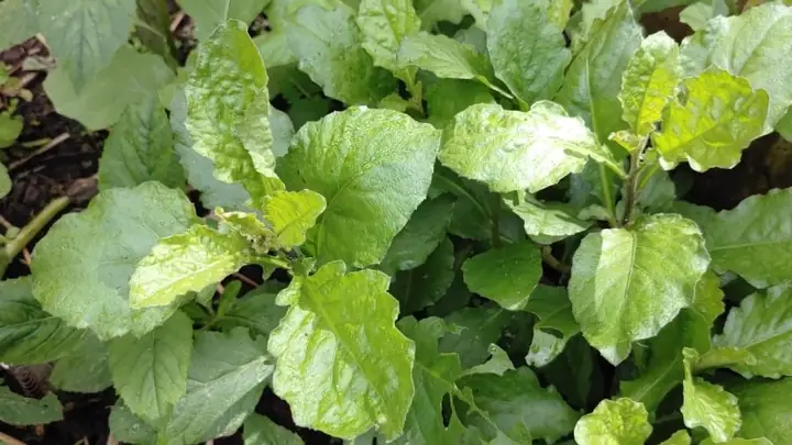 Hướng Dẫn Chi Tiết Cách Nấu Canh Cải Trời Thơm Ngon, Bổ Dưỡng Hướng Dẫn Chi Tiết Cách Nấu Canh Cải Trời Thơm Ngon, Bổ Dưỡng