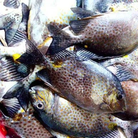 cách nấu canh chua cá dìa