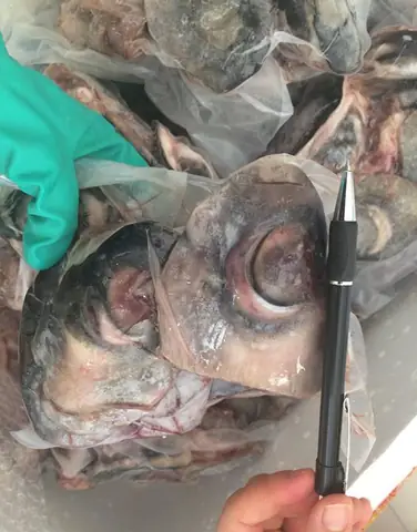 Cách Nấu Canh Chua Cá Ngừ Đại Dương Thơm Ngon Chuẩn Vị