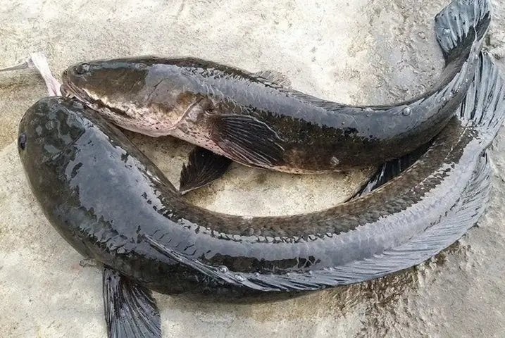 Cách Nấu Canh Chua Cá Quả Dọc Mùng Ngon Chuẩn Vị