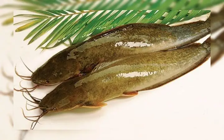 Cách Nấu Canh Chua Cá Trê Đậm Đà, Chuẩn Vị Gia Đình