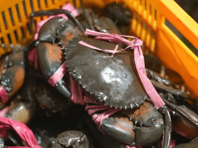 Ở đâu bán cua cà mau ngon chất lượng?