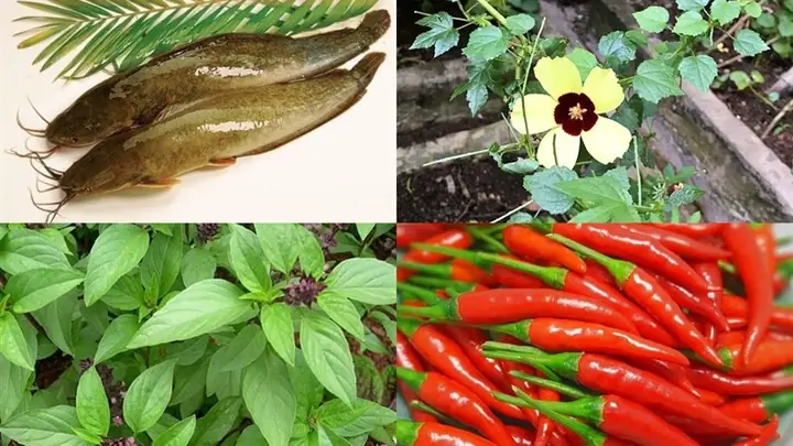 Cách Nấu Canh Chua Lá Bố: Vị Chua Thanh, Đậm Đà Chuẩn Miền Tây