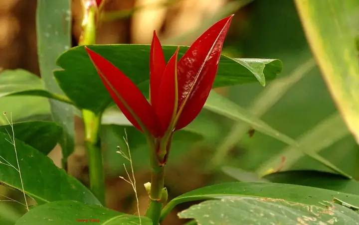 Cách Nấu Canh Chua Lá Bứa Đậm Đà, Chuẩn Vị Gia Đình Cách Nấu Canh Chua Lá Bứa Đậm Đà, Chuẩn Vị Gia Đình