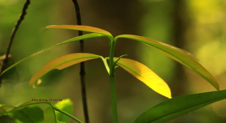 Cách Nấu Canh Chua Lá Bứa Đậm Đà, Chuẩn Vị Gia Đình Cách Nấu Canh Chua Lá Bứa Đậm Đà, Chuẩn Vị Gia Đình