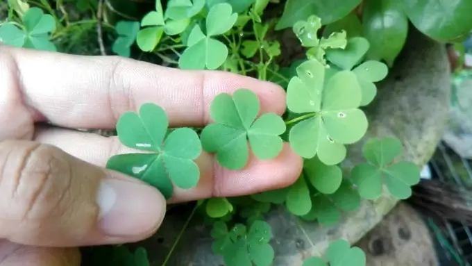 Hướng Dẫn Chi Tiết Cách Nấu Canh Chua Lá Me Đất Thơm Ngon