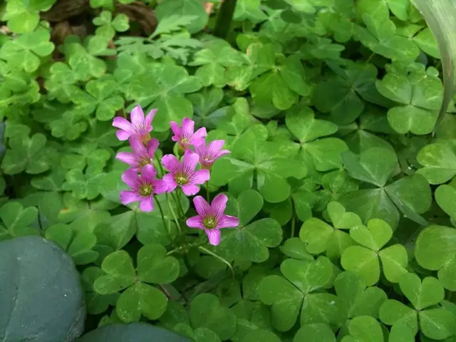 Hướng Dẫn Chi Tiết Cách Nấu Canh Chua Lá Me Đất Thơm Ngon