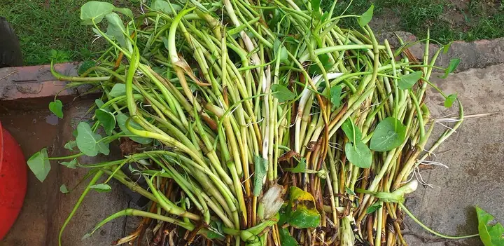 Nấu Canh Củ Khoai Ngứa: Công Thức Chi Tiết Và Lưu Ý Quan Trọng