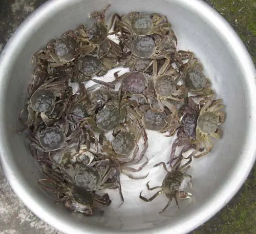 Hướng Dẫn Chi Tiết Cách Nấu Canh Cua Đá Thơm Ngon Tại Nhà