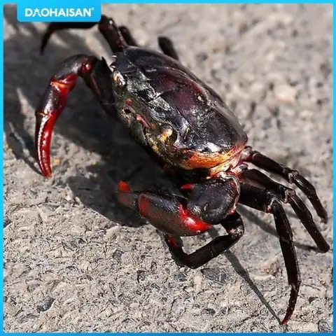 Cách Nấu Canh Cua Đồng Xay Thanh Mát, Đậm Đà Cho Bữa Cơm