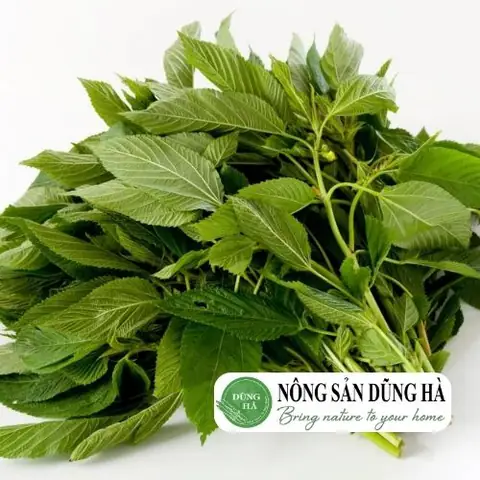 Cách chọn mua rau đay ngon