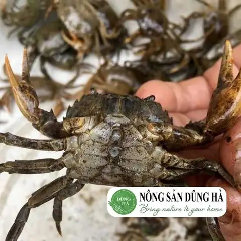 Cách chọn mua cua tươi ngon