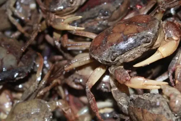 cách nấu canh cua mồng tơi