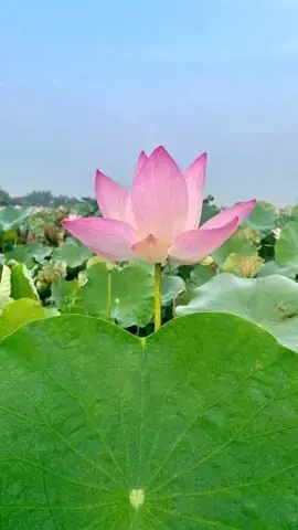 Hướng Dẫn Chi Tiết Cách Nấu Canh Đậu Đỏ Thơm Ngon Bổ Dưỡng