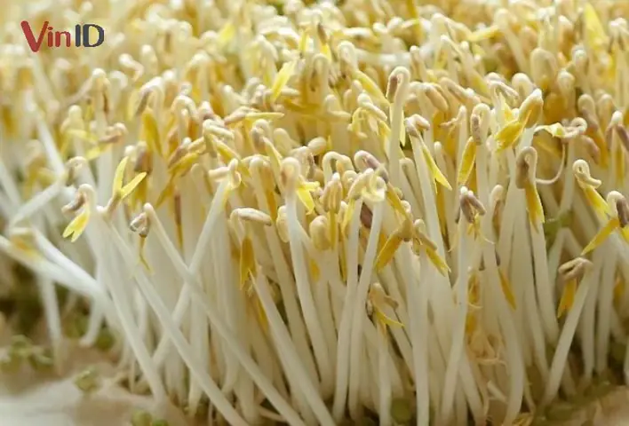 Những công dụng của giá đỗ không phải ai cũng biết Những công dụng của giá đỗ không phải ai cũng biết