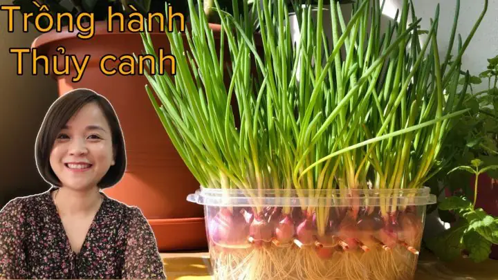 Hướng Dẫn Chi Tiết Cách Nấu Canh Hành Lá Thơm Ngon Tại Nhà Hướng Dẫn Chi Tiết Cách Nấu Canh Hành Lá Thơm Ngon Tại Nhà