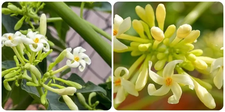 Cách Nấu Canh Hoa Đu Đủ Đực Đậm Đà, Chuẩn Vị Gia Đình