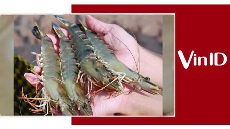 cách nấu canh khoai sọ cách nấu canh khoai sọ