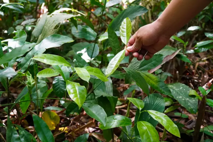 Cách nấu canh lá bép thơm ngon, chuẩn vị tại nhà