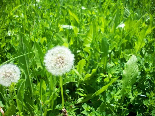 Cách Nấu Canh Lá Bồ Công Anh Ngon, Chuẩn Vị Gia Đình