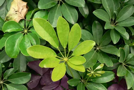 Cách Nấu Canh Lá Lằng Cá Trích Ngon Chuẩn Vị Miền Tây