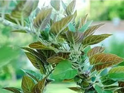 Cách Nấu Canh Lá Mơ Thơm Ngon Đậm Đà Chuẩn Vị