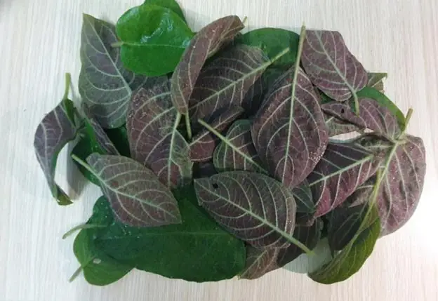 Cách Nấu Canh Lá Mơ Thơm Ngon Đậm Đà Chuẩn Vị