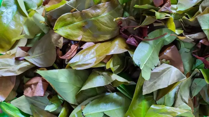 Cách Nấu Canh Lá Nhíp Thơm Ngon, Đậm Đà Chuẩn Vị Vùng Miền