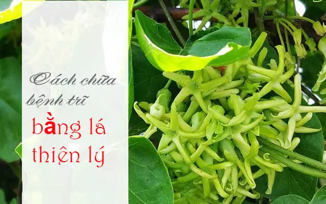 Hướng Dẫn Cách Nấu Canh Lá Thiên Lý Đơn Giản, Thơm Ngon