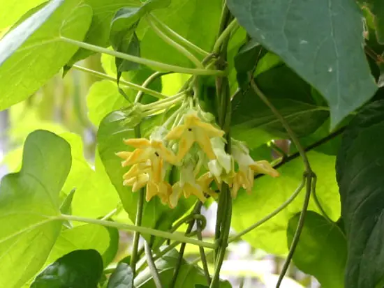 Hướng Dẫn Cách Nấu Canh Lá Thiên Lý Đơn Giản, Thơm Ngon