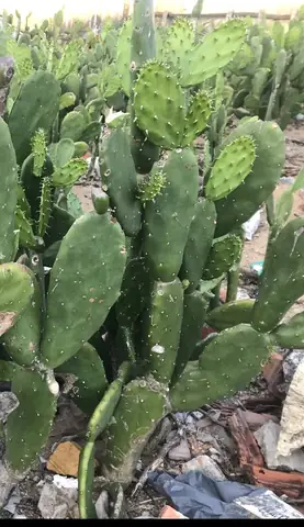 Cách Nấu Canh Lưỡi Rồng: Hướng Dẫn Chi Tiết Từ A Đến Z