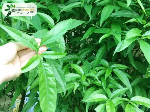 Tuyệt chiêu nấu canh ngon nhất: Từ nguyên liệu đến bí quyết nêm nếm