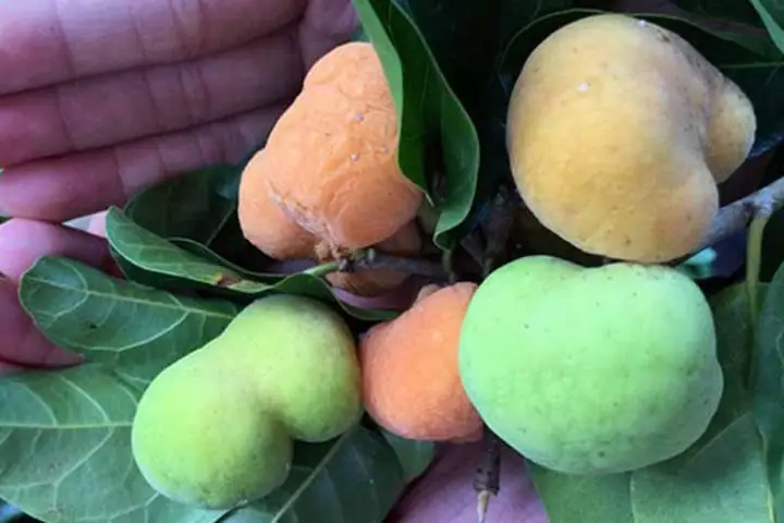 Cách Nấu Canh Quả Chay: Hướng Dẫn Chi Tiết & Bí Quyết Ngon