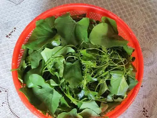 Cách Nấu Canh Rau Bình Bát Thanh Mát, Bổ Dưỡng Cho Gia Đình Cách Nấu Canh Rau Bình Bát Thanh Mát, Bổ Dưỡng Cho Gia Đình