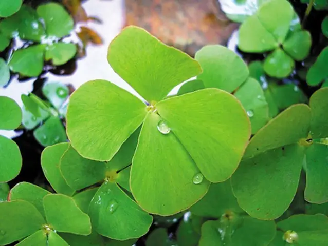 Cách Nấu Canh Rau Bợ Thanh Mát, Giàu Dinh Dưỡng Tại Nhà Cách Nấu Canh Rau Bợ Thanh Mát, Giàu Dinh Dưỡng Tại Nhà