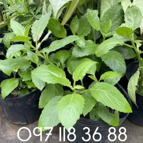 Cách Nấu Canh Rau Bớp Thanh Mát, Bổ Dưỡng Chuẩn Vị Gia Đình