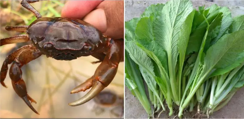cách nấu canh rau cải cách nấu canh rau cải