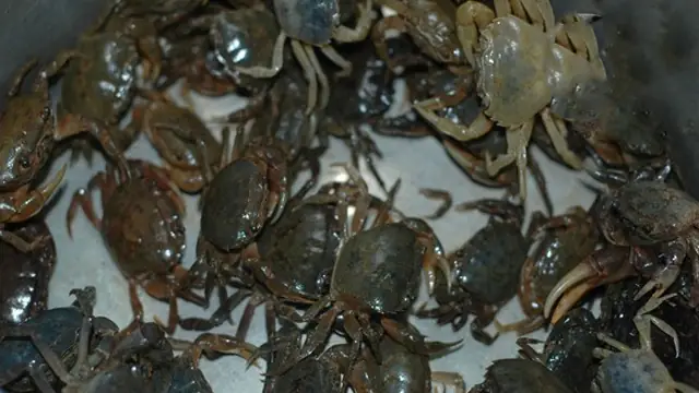 1. Chọn cua đồng ngon: