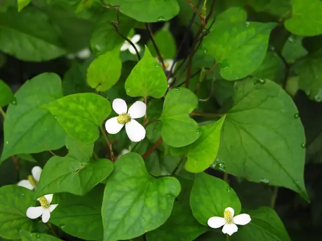 Cách Nấu Canh Rau Diếp Cá Thịt Bò Đơn Giản, Đậm Đà Hương Vị