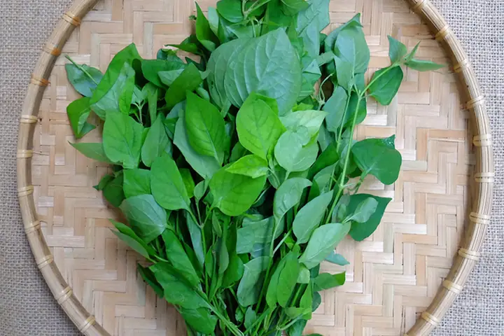 Hướng Dẫn Chi Tiết Cách Nấu Canh Rau Ngót Với Thịt Thơm Ngon Hướng Dẫn Chi Tiết Cách Nấu Canh Rau Ngót Với Thịt Thơm Ngon
